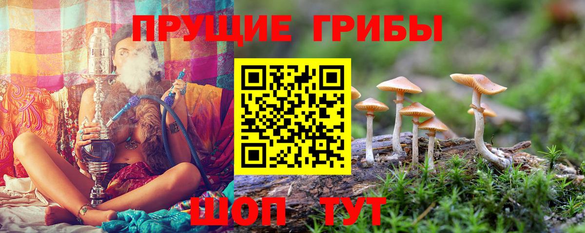 Урус-Мартан  Галлюциногенные грибы GOLDEN TEACHER  купить  цена  Вход с VPN 